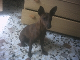 mi perro