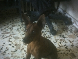 pincher en miniatura