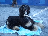 xena
