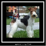 CH. DE GALIFFA YULIA