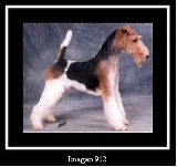 CH. DE GALIFFA COMANCHE