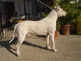 GANDALF CUEVA DE LA MUCHERES ,. CAMPEON DE ESPA�A DE BELLEZA POR LA R.S.C.E   foto 3