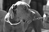 Dogo en BYN