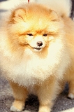 Algod�n de pomerania