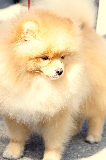 Algod�n de pomerania II
