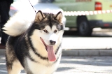 Expresi�n de lobo