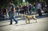 galgo