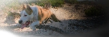 sannhash de cimarron staff los amstaff son perros muy energicos pero ala vez grandes amantes de la familia 