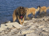 shiryu disfruta con su familia en el pantano de la cierva