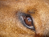 la mirada de Kira