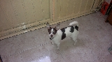 chiguahua