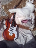 Perro HeavyMetal