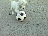 Perro futbolista