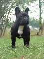 Canina Murciana Juez: 