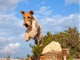 fox-terrier