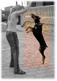 Salto de DoberWoman