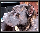 seriedad,dureza,rusticidad.