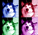 Malamute en warhol