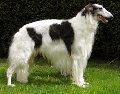 Raza: Borzoi