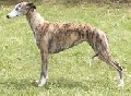 Raza: Whippet