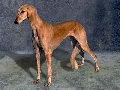 Raza: Saluki