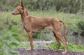 Raza: Podenco Canario