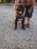 golum 6 meses