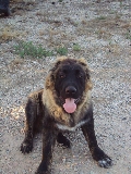 golum 6 meses