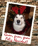 Un reno muy particular