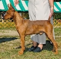 Raza: Pinscher Aleman