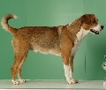 Raza: Pinscher autriaco