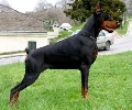 Raza: Dobermann