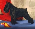 Raza: Schnauzer miniatura