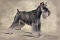 Raza: Schnauzer miniatura