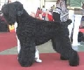 Raza: Terrier negro ruso