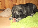 narco hijo de urso y cora , 45 dias