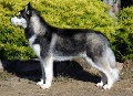 Raza: Siberian Husky