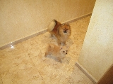 mis pompones campeones