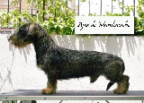 Ajax de Mandarache