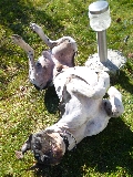 QUE PERRO SOY!!!!!!