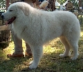 Raza: Perro Pastor Maremmano-Abruzzese