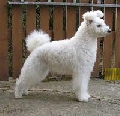 Raza: Pumi