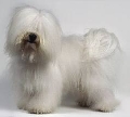 Raza: Coton de Tulear