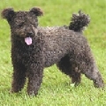 Raza: Pumi