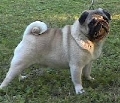 Raza: Carlino