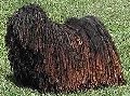 Raza: Puli