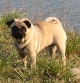 Raza: Carlino