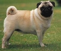 Raza: Carlino