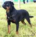 Raza: Petit Brabancon (Peque�o brabanzon)
