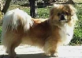 Raza: Tibetan Spaniel (Spaniel tibetano)